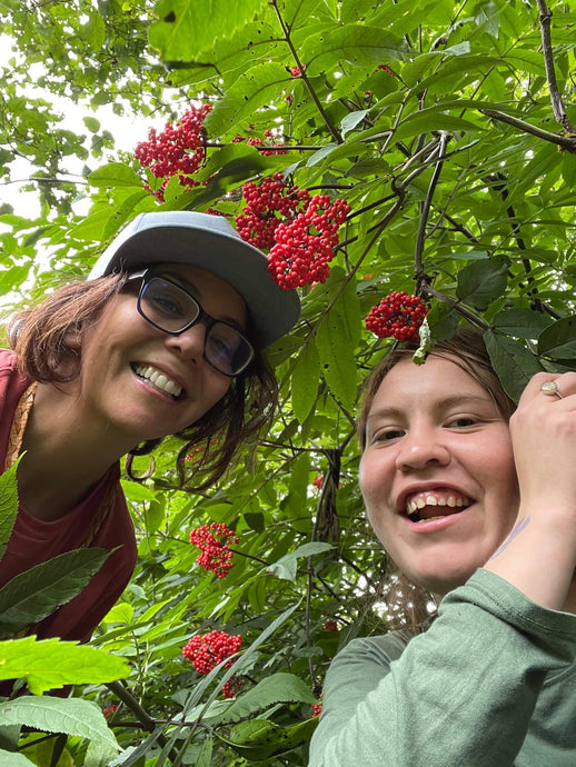 Beautiful Red Elderberry  Yéil'