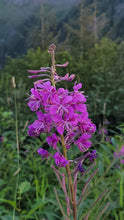 Load image into Gallery viewer, Fireweed Extract